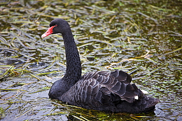 Black swan, Cygnus atratus, with red beak in North Norfolk, UK