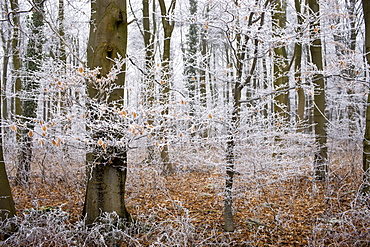 Hoar frost on winter's day in woodland in The Cotswolds, Gloucestershire