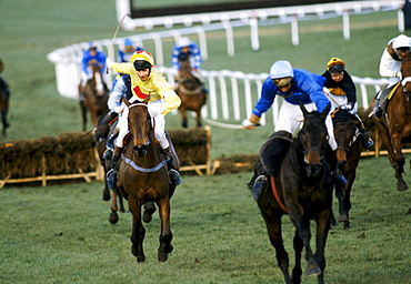 Racehorses and jockeys on the home straight at Cheltenham Racecourse for the National Hunt Festival of Racing, UK