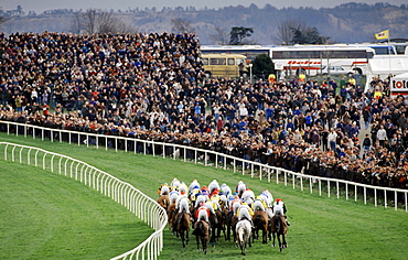 Racehorses and jockeys going over the sticks at Cheltenham Racecourse for the National Hunt Festival of Racing, UK