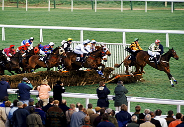 Racehorses and jockeys going over the sticks at Cheltenham Racecourse for the National Hunt Festival of Racing, UK