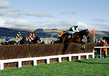 Racehorses and jockeys going over the sticks at Cheltenham Racecourse for the National Hunt Festival of Racing, UK