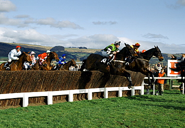 Racehorses and jockeys going over the sticks at Cheltenham Racecourse for the National Hunt Festival of Racing, UK