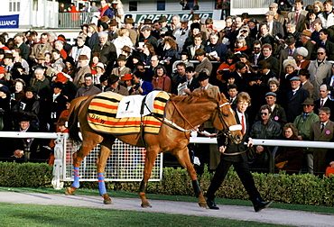 Racehorse number 1 being led around collecting ring at Cheltenham Racecourse for the National Hunt Festival of Racing, UK