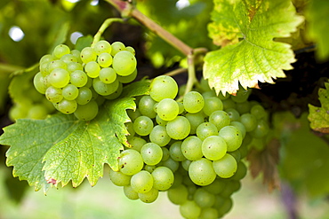 Huxelrebe grapes growing on grapevines for British wine production at The Three Choirs Vineyard, Newent, Gloucestershire