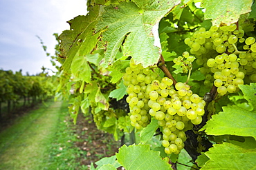 Bacchus Schonberger grapes growing on grapevines for British wine production at The Three Choirs Vineyard, Newent, Gloucestershire