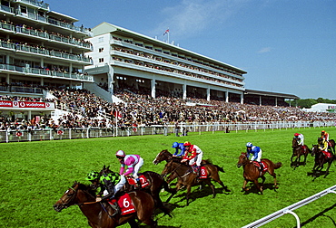 Racehorses on Derby Day at Epsom Racecourse, Surrey UK