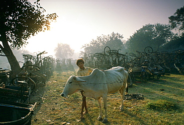 A boy tends a cow in a store for rickshaws confiscated for non-payment of taxes by their owners, Delhi, India