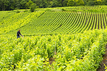 Worker using rotivator to remove weeds among Chardonnay grapevines at vineyard in Avize in the Champagne-Ardenne region, France, Europe