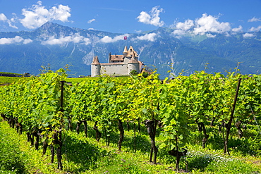 Chablais vines in front of the Chateau de Aigle and the village of Aigle in the Chablais region, Vaud, Switzerland, Europe