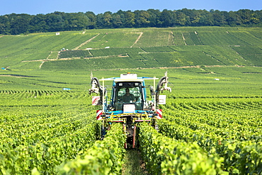 Vine tractor trimming grapevines along the Champagne Tourist Route in Vertus, the Marne Valley, Champagne-Ardenne, France, Europe