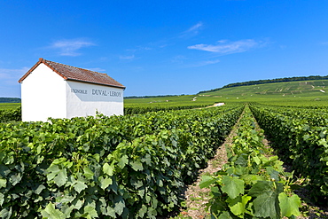 Trimmed vines of vineyard of Vignoble Duval-Leroy on the Champagne Tourist Route at Vertus, in Marne, Champagne-Ardenne, France, Europe