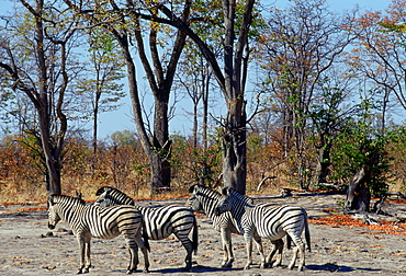 Herd of Burchell's Zebra  in Moremi National Park , Botswana