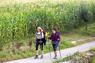 Pilgrims with rucksacks on the Camino de Santiago Pilgrim's Walk to Santiago de Compostela in Galicia, Spain, Europe