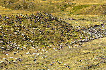 Mountain sheep and goats with shepherd in Val de Tena at Formigal in Spanish Pyrenees mountains, Spain, Europe