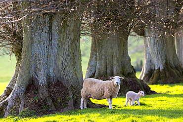 Sheep and lamb (Ovis aries)  in spring in The Cotswolds, Gloucestershire, England, United Kingdom, Europe