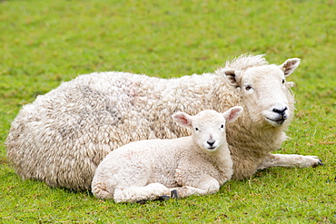 Sheep ewe and lamb in Exmoor National Park, Somerset, England, United Kingdom, Europe