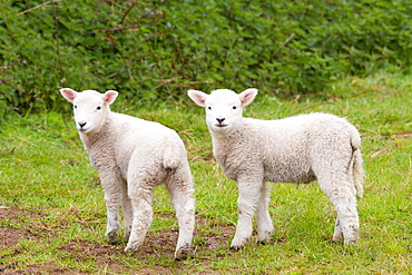 Young lambs in Exmoor National Park, Somerset, England, United Kingdom, Europe