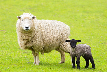 Sheep ewe and black lamb in Exmoor National Park, Somerset, England, United Kingdom, Europe