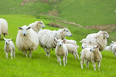 Flock of sheep ewes and lambs in the Brecon Beacons in Wales, United Kingdom, Europe