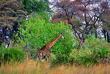 Giraffe in Moremi National Park, Botswana