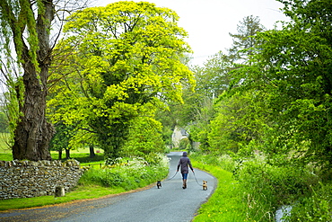 Woman out for a stroll with a pair of terrier dogs along a country lane on a rainy day at Swinbrook, The Cotswolds, Oxfordshire, England, United Kingdom, Europe