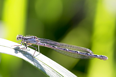 Damselfly (Zygoptera) resting on a leaf, England, United Kingdom, Europe