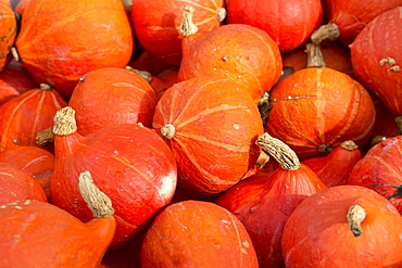 Locally-grown freshly-picked pumpkins displayed for sale in Pays de La Loire, France, Europe