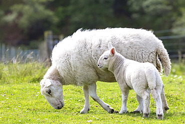 Sheep, ewe with lamb, at Coigach in Western Scotland, United Kingdom, Europe