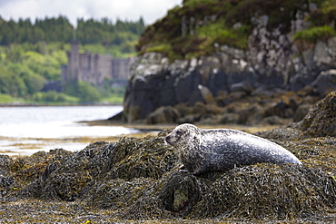 Common seal (harbour seal) (Phoca vitulina) adult basking on rocks and seaweed by Dunvegan Castle and Loch, Isle of Skye, Inner Hebrides, Scotland, United Kingdom, Europe