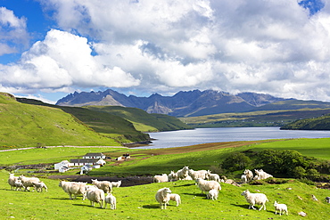 The Cuillin mountain range with croft farm, sheep and Loch Harport near Coillure, Isle of Skye, Inner Hebrides, Highlands and Islands, Scotland, United Kingdom, Europe