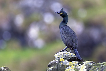 Shag (Phalacrocorax aristotelis) on rocks on Isle of Canna, Inner Hebrides and Western Isles, Scotland, United Kingdom, Europe