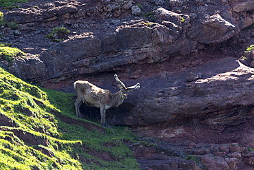 Male red deer stag (Cervus elaphus) balances on precipice of cliff on the remote Isle of Rhum (Rum), Inner Hebrides and Western Isles, Scotland, United Kingdom, Europe