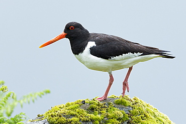 Oystercatcher (Haematopus ostralegus) a black and white wading bird with long orange beak (bill) standing on rock on Isle of Mull, Inner Hebrides and Western Isles, Scotland, United Kingdom, Europe