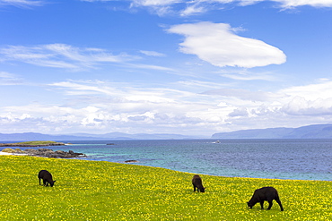 Flock of dark brown Soay sheep grazing in buttercup meadow on Isle of Iona, Inner Hebrides and Western Isles, Scotland, United Kingdom, Europe