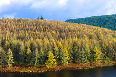 Larch trees and conifers in coniferous forest plantation for timber production in the Brecon Beacons, Powys, Wales, United Kingdom, Europe