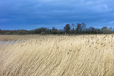 Grasses and reeds in a reedbed in the marshes of The Somerset Levels Nature Reserve, Somerset, England, United Kingdom, Europe