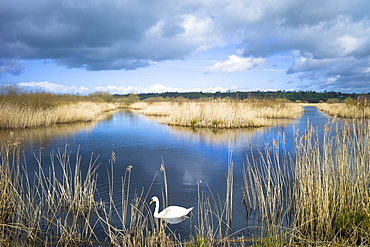 Tranquil atmospheric scene with mute swan (Cygnus olor), in reeds of reedbed marshes, The Somerset Levels Nature Reserve, Somerset, England, United Kingdom, Europe