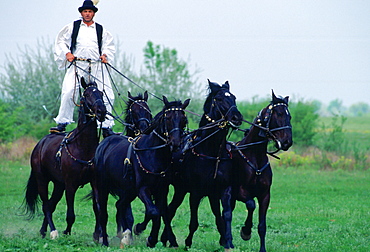 Man riding on wild horses on the Great Hungarian Plain at Bugac, Hungary