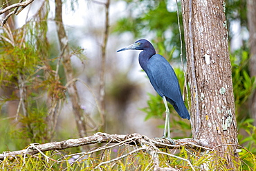 Little Blue Heron, Egretta caerulea, on tree branch in the Florida Everglades, United States of America