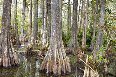 Forest of Bald cypress trees Taxodium distichum and swamp in the Florida Everglades, United States of America