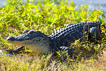 Juvenile American alligator basking at J.N. Ding Darling National Wildlife Reserve, Captiva Island, Florida, USA