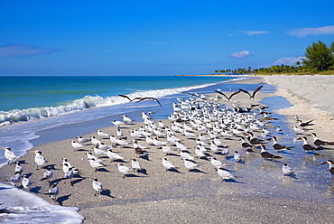 Royal Terns, Thalasseus maximus, flocking on beach at Captiva Island, Florida, USA