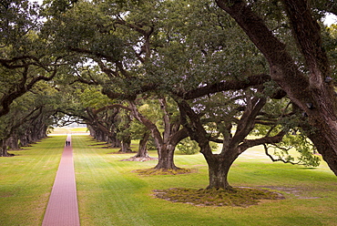 Couple under canopy of Southern Live Oaks at Oak Alley plantation antebellum mansion house by Mississippi at Vacherie, USA