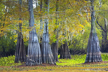 Bald cypress trees deciduous conifer, Taxodium distichum, showing high water marks  in Atchafalaya Swamp, Louisiana USA