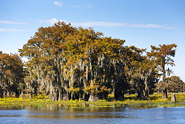 Bald cypress trees deciduous conifer, Taxodium distichum, covered with Spanish Moss in Atchafalaya Swamp, Louisiana USA