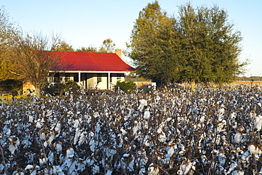 Cotton crop, Gossypium hirsutum, growing in plantation at Frogmore Farm in the Deep South, Ferriday, Louisiana, USA