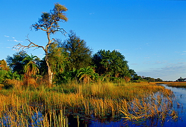 Reeds growing in the Okavango Delta in Botswana, Africa