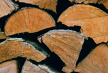 A pile of logs stacked and left outside in all weathers to season