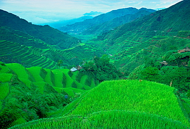 Rice Terraces at Banaue, Luzon Island, Philippines.  This terracing is more than 2000 years old.